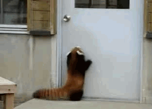 GIF PARTY! - Page 3 Red-panda-jumping-door-handle-cant-reach-door-handle-let-me-in-1412721143q
