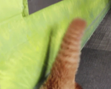 GIF PARTY! - Page 3 Red-panda-shocked-hands-up-cute-awww-1412547277Q