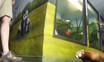 GIF PARTY! - Page 3 Red-panda-shocked-scared-stands-up-hands-up-14127223760