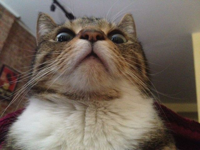 http://iruntheinternet.com/lulzdump/images/shocked-looking-cat-what-are-you-doing-look-13631149452.jpg