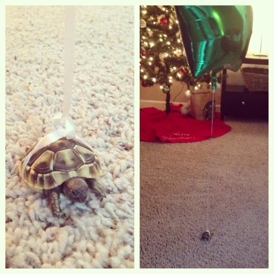 tortoise-balloon-tied-birthday-turtle-13