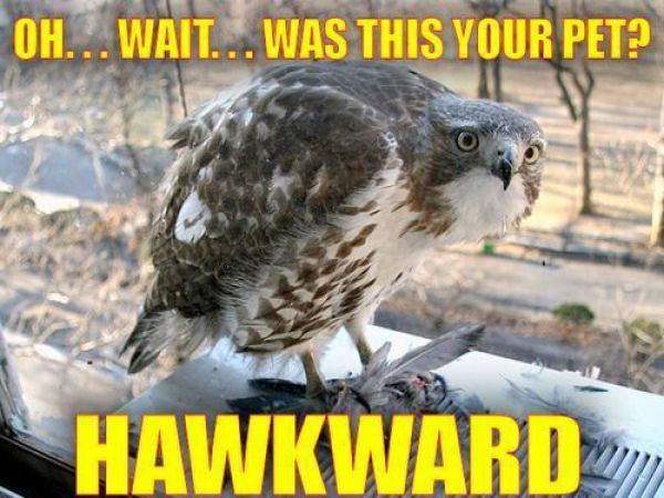 your-pet-hawkward-hawk-whoops-1275444334e.jpg