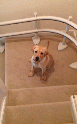 Dog-sliding-down-stairs-stomach-belly-1413383274a.gif