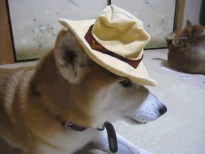 IRTI - funny GIF #7198 - tags: Shiba inu hat wow doge flick