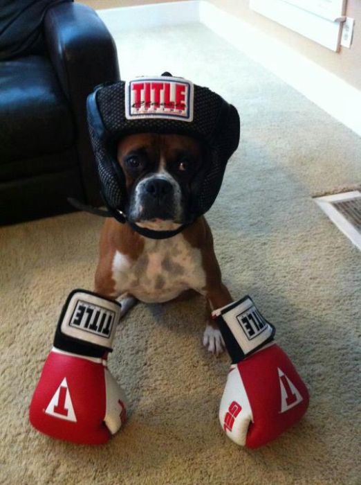 boxer-dog-boxing-gear-gloves-13436675297