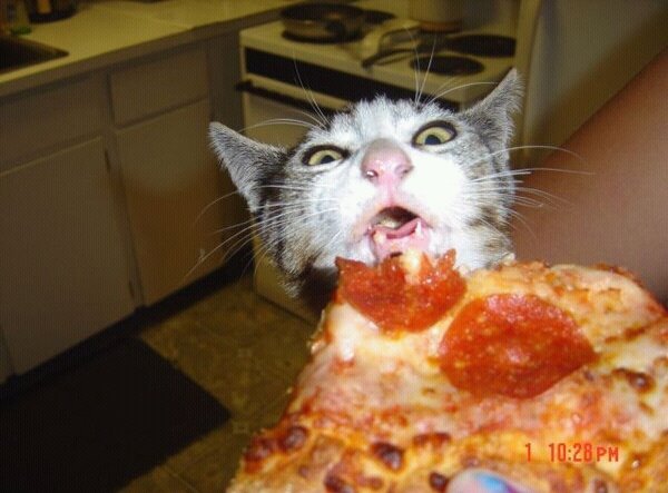 IRTI - funny picture #1177 - tags: cat biting pizza pepperoni eating