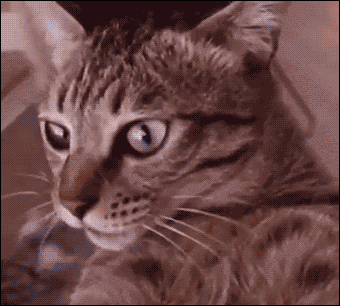 cat-drugs-cat-freaking-out-spinning-around-spin-14232665570.gif