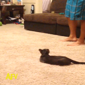 IRTI - funny GIF #8268 - tags: cat scared spider throw jumps