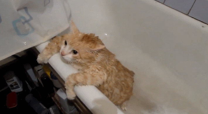Irti Funny Gif 6889 Tags Cat, Cat In Bathtub Gif