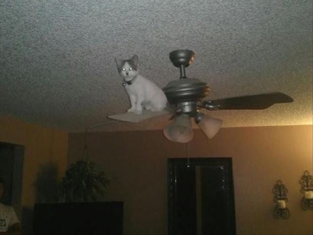 Irti Funny Picture 2438 Tags Cat Stuck On Ceiling Fan