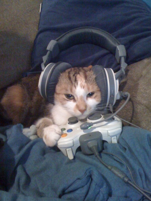 IRTI - funny picture #179 - tags: cat xbox live headset pad