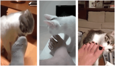 IRTI - funny GIF #6946 - tags: cats smelling feet shocked reaction