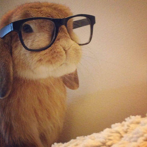 IRTI - funny picture #5066 - tags: cute rabbit nerd glasses clever Rabbit W...