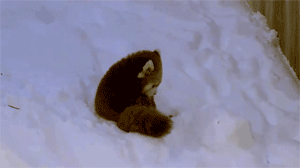 cute-red-panda-digging-snow-igloo-14127212425.gif