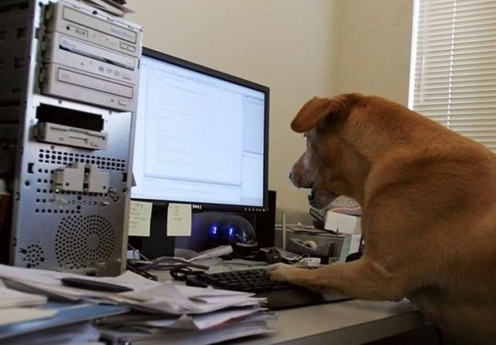 dog-coding-computer-PC-YOSPOS-13857349052.jpg