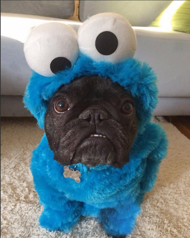 dog-pug-cookie-monster-costume-muppet-1385805407K.jpg