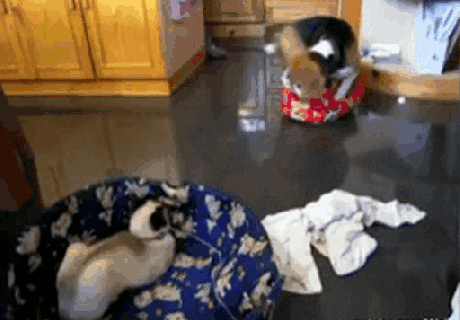 https://iruntheinternet.com/lulzdump/images/gifs/cat-in-dogs-bed-dog-in-cats-bed-dog-doesnt-fit-dog-falls-over-13824623432.gif