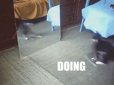 Irti Funny Gif 2776 s Cat Jumping About Mirror What Are You Doing