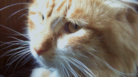 cat-looking-disgusted-sneer-ginger-13604