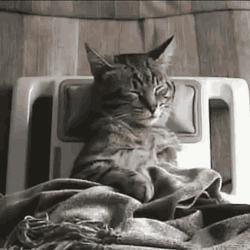 cat-relaxing-head-massager-bed-13537237840.gif