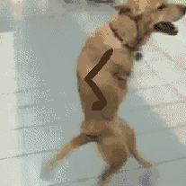 Irti Funny Gif 4400 s Dog Walking Back Legs Ms Paint Arms