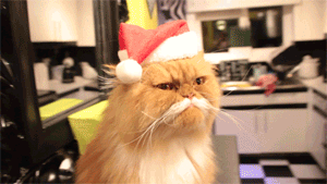 IRTI - funny GIF #6084 - tags: ginger christmas cat hat tash