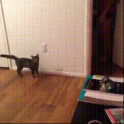 IRTI - funny GIF #5238 - tags: girl scares cat door jumps
