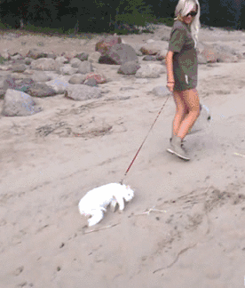 IRTI - funny GIF #3268 - tags: girl walking cat beach pulling nope