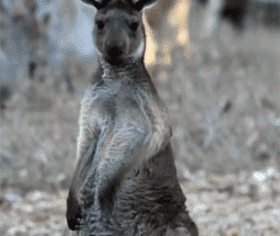 IRTI - funny GIF #6633 - tags: kangaroo air guitar excellent bill and ted  guitar