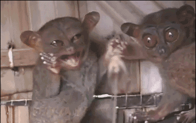 IRTI - funny GIF #6603 - tags: monkey goes crazy scares tarsier eats insect