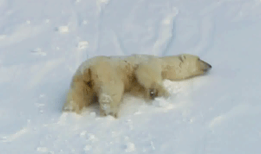 IRTI - funny GIF #3805 - tags: polar bear sliding down hill snow