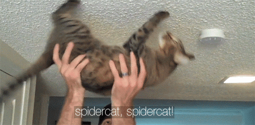 Irti Funny Gif 3773 Tags Spidercat Upside Down Ceiling