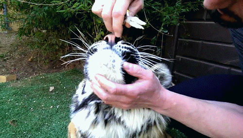 IRTI - funny GIF #5444 - tags: tiger dentist pulling out tooth