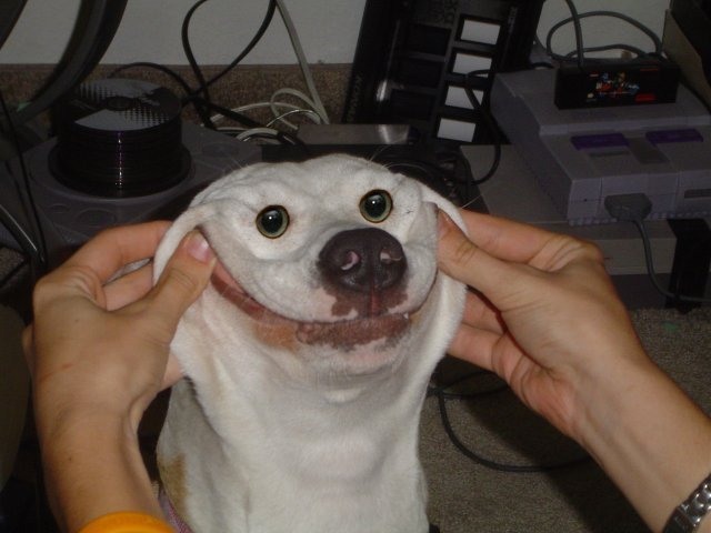 funny happy dog