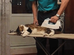 ironing-cat-ironing-board-loving-it-snug-13600983046.gif