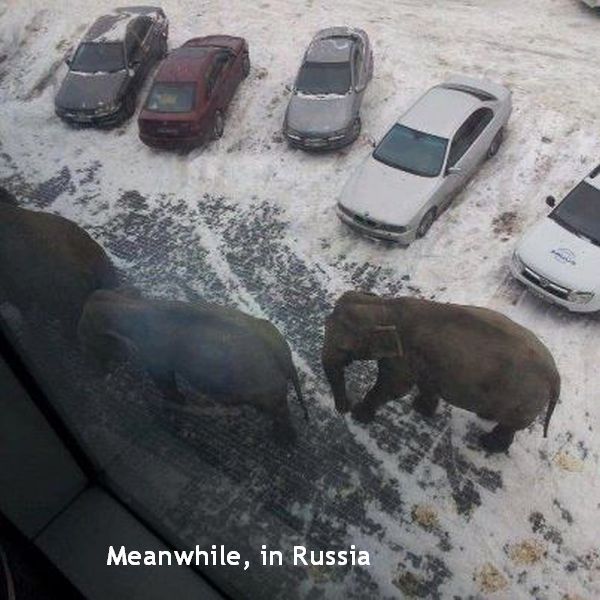 IRTI - funny picture #3370 - tags: meanwhile in russia elephants snow car  park