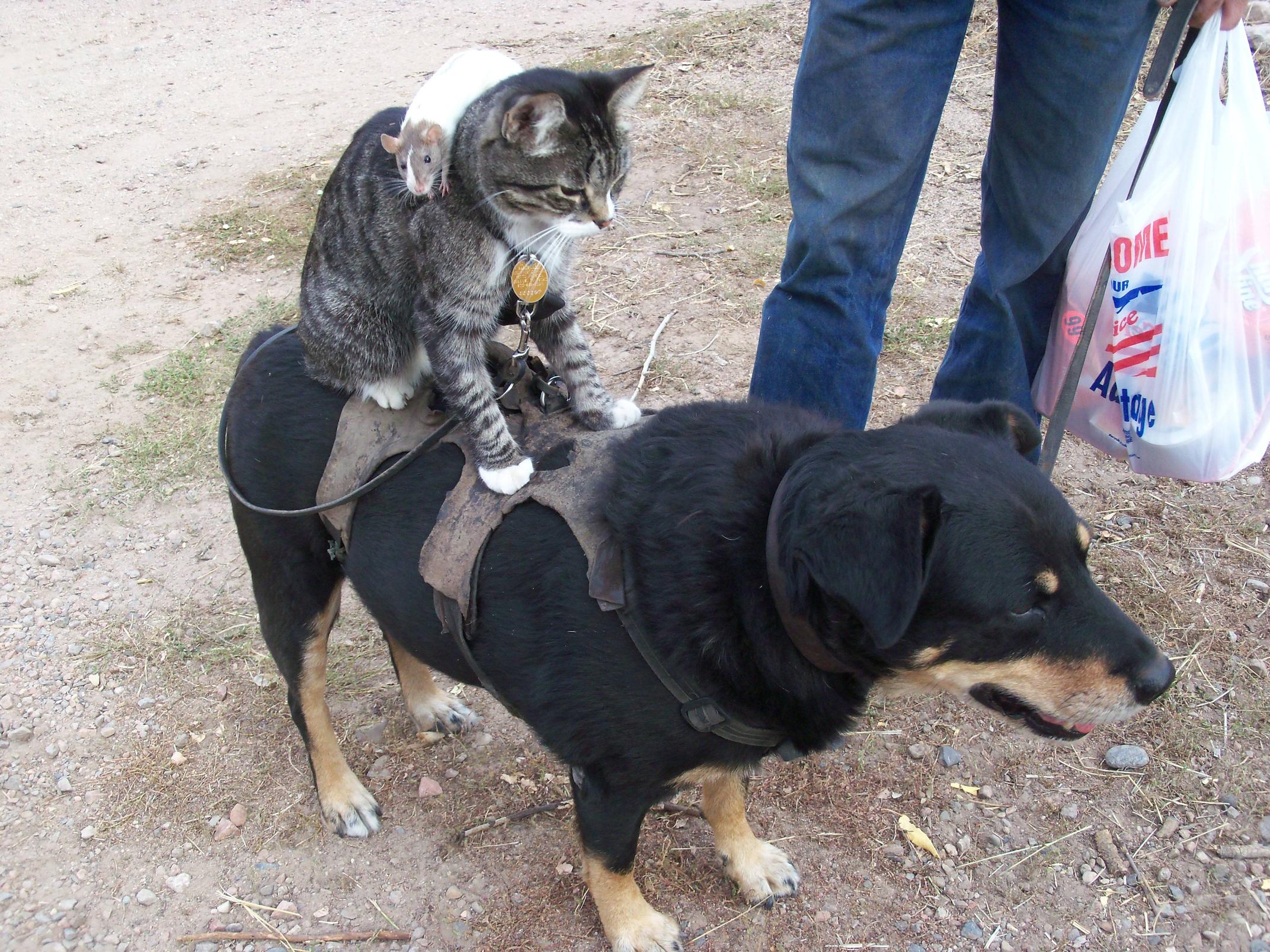 Властвовать над людьми. Кот верхом на собаке. Кот катается на собаке. Человек верхом на собаке. Собака несет кота.