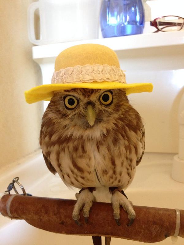 owl-wearing-fancy-hat-classy-1414446274d.jpg