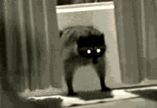 raccoon-stealing-door-mat-carpet-cat-flap-1399842492d.gif