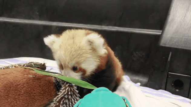 Irti Funny Gif 7851 s Red Panda Baby Cute Playing Close Up