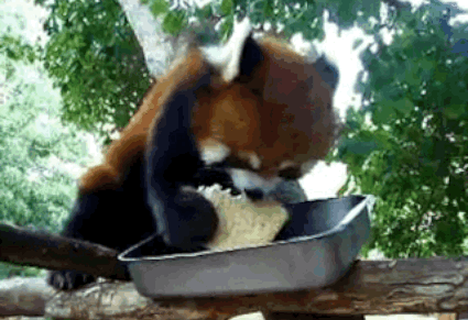 https://iruntheinternet.com/lulzdump/images/red-panda-eating-Sandwich-bread-happy-14127223495.gif