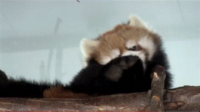 red-panda-going-to-sleep-yawning-goodnig