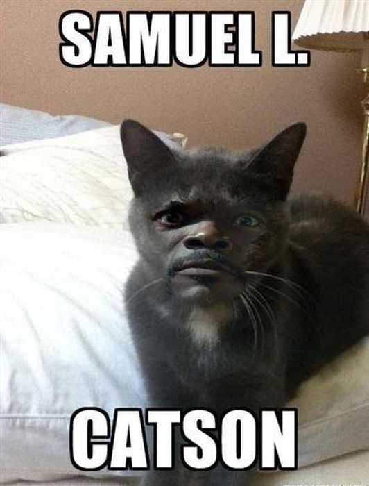 Irti Funny Picture 2965 s Samuel L Jackson Samuel L Catson Cat Face Weird