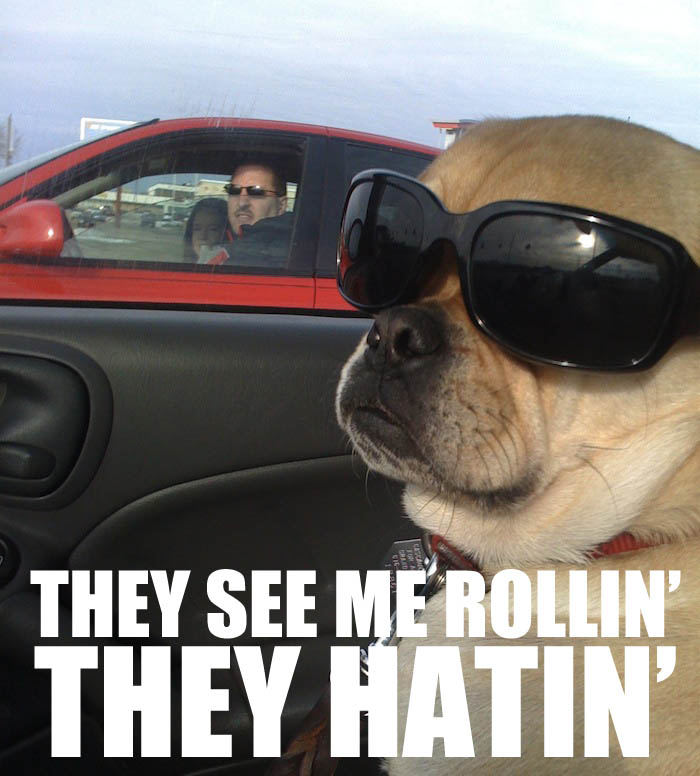I rolling. They see me Rolling they hating. I hate Dogs. The same Rolling the hating.