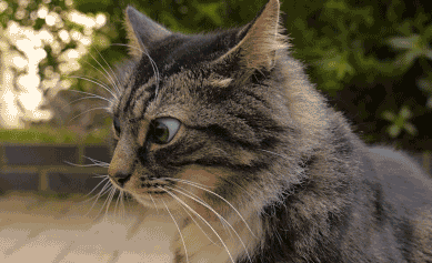 shifty-cat-looking-around-paranoid-eyes-14319606085.gif