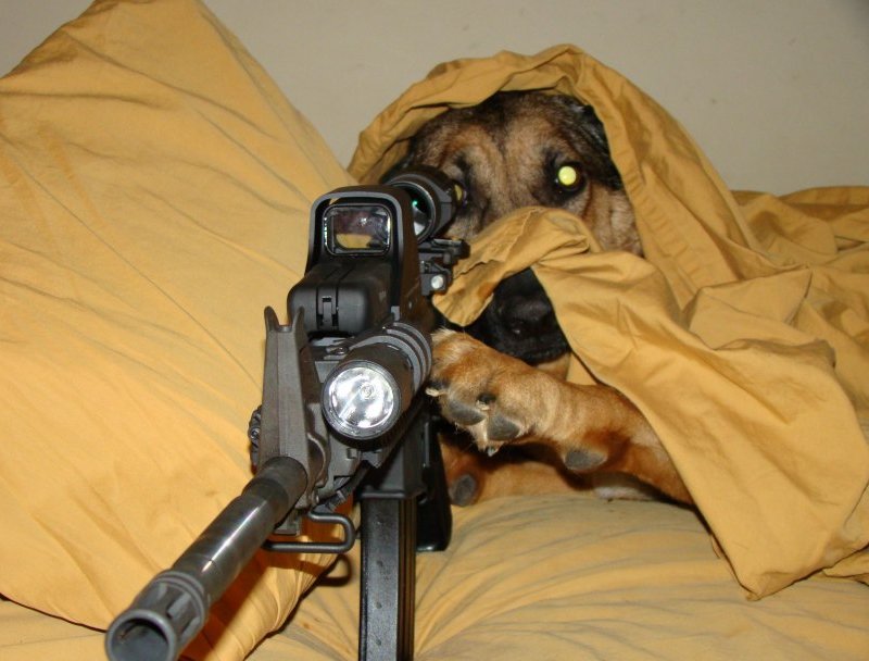 sniper-dog-bed-hiding-rifle-13077584826.