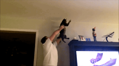 Irti Funny Gif 8648 Tags Teamwork Cat Catching Fly
